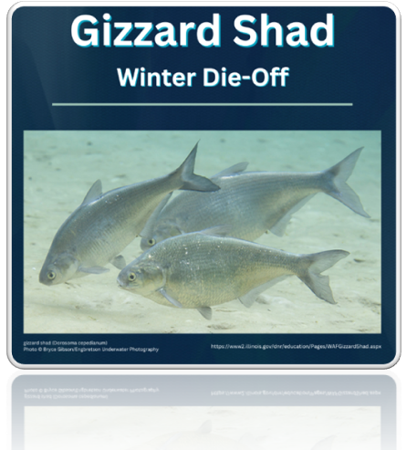 Information Regarding The Gizzard Shad – Winter Die-Off
