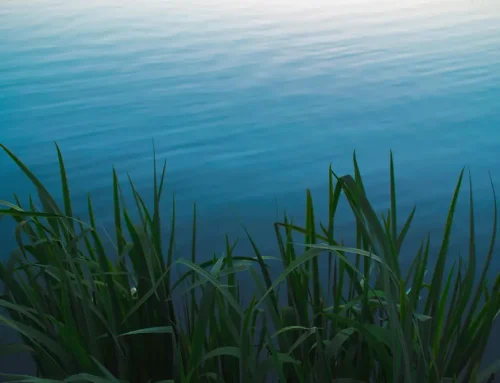 Aquatic Plants Identification