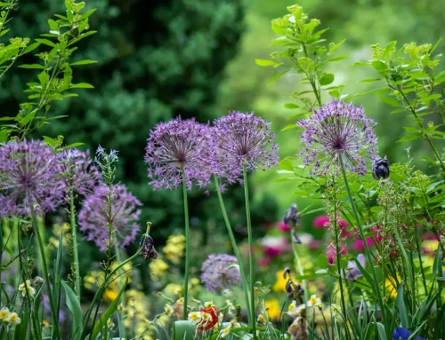 Rain Garden Manual For Homeowners