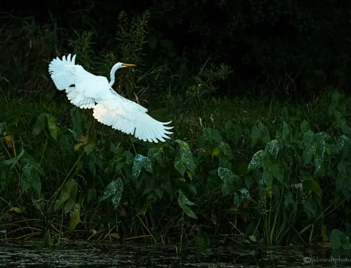 Simple Things You Can Do to Protect Our Watershed