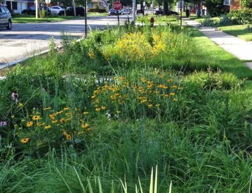 The Green Neighbor Guide