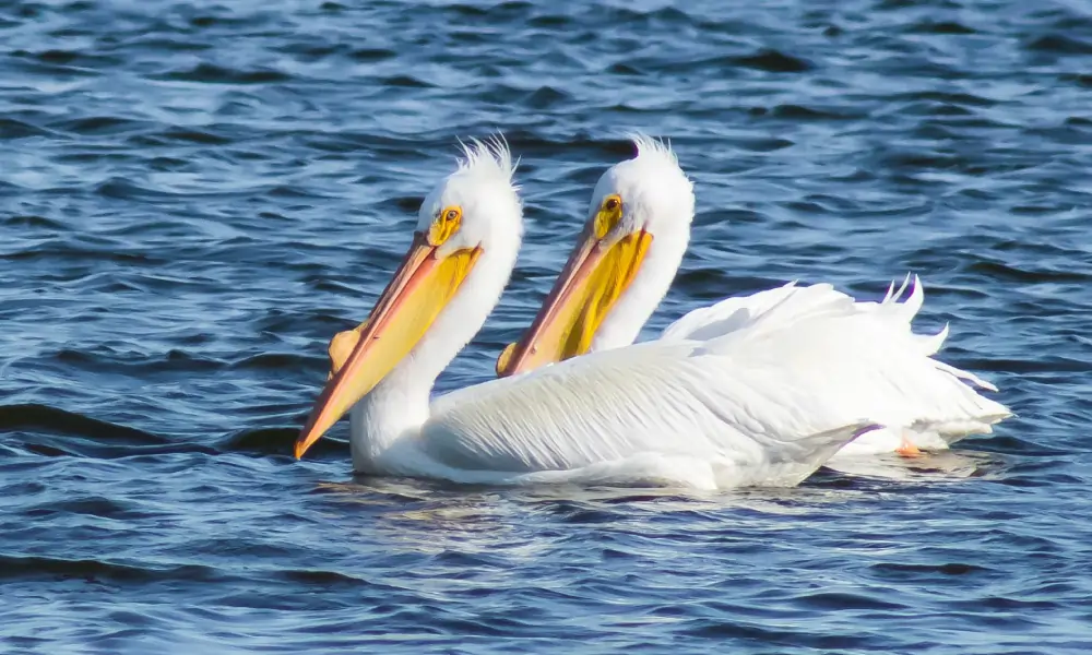 pelicans on the lake